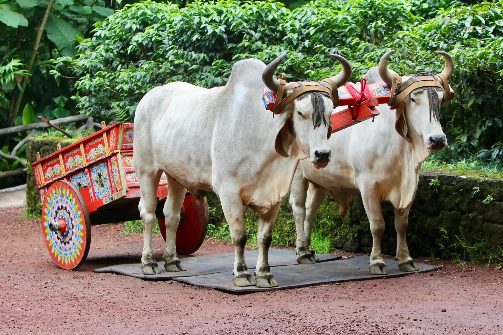 Carreta traditionnelle et attelage de boeufs, symbole national du Costa Rica