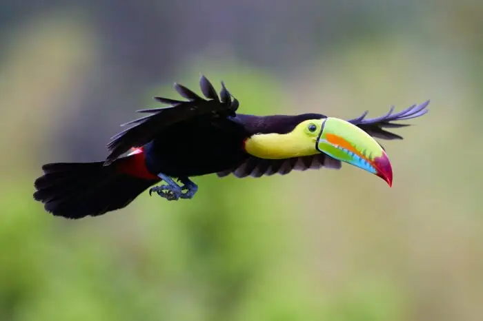 L&rsquo;essentiel du Costa Rica et Samara 11 nuits