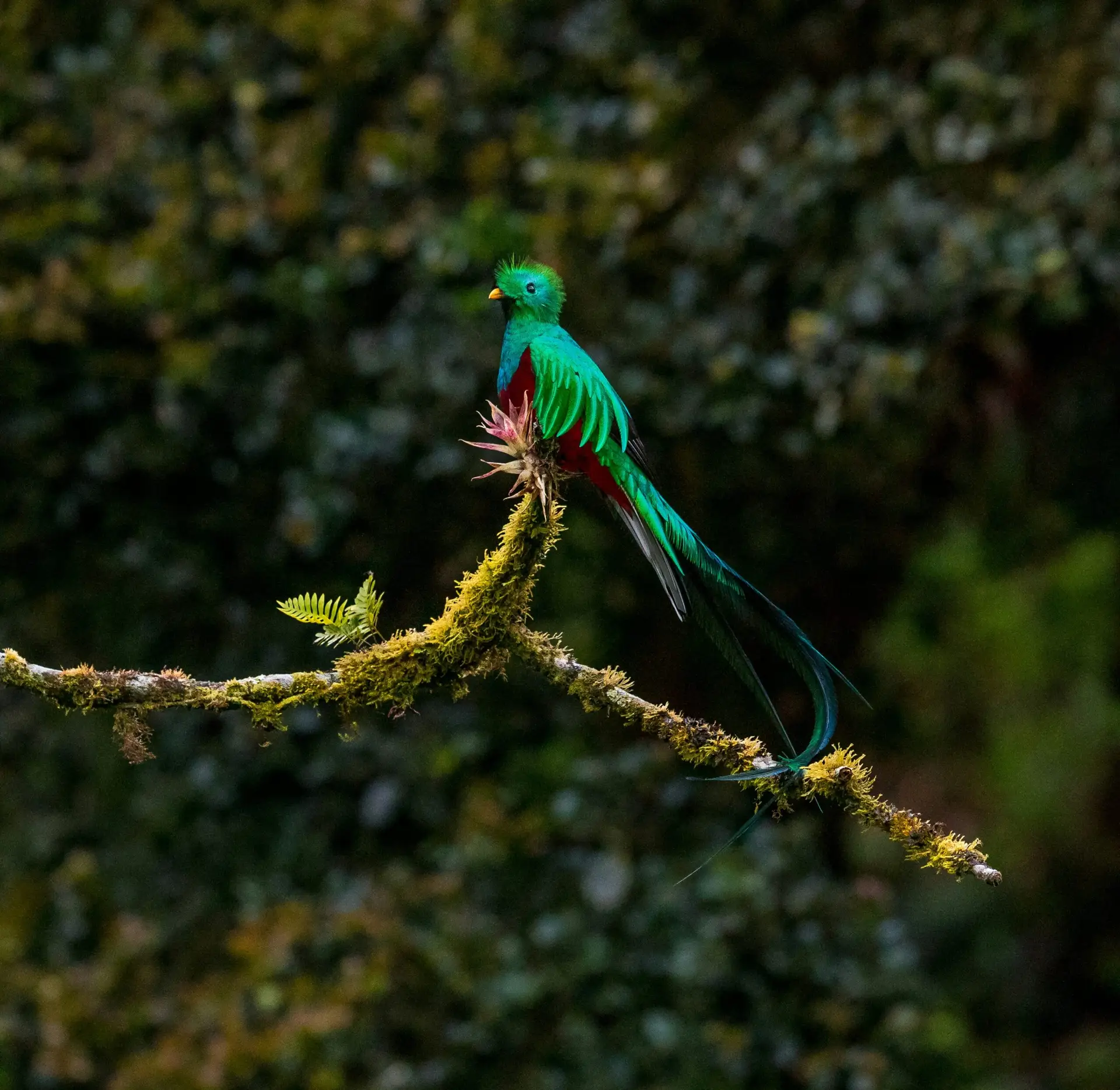 San Gerardo de Dota — le refuge des amoureux de nature