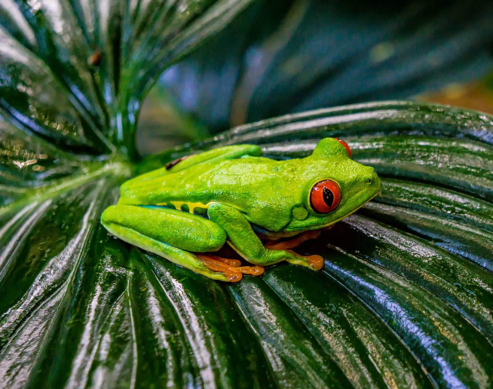 Sarapiquí — aventure douce au cœur de la forêt tropicale