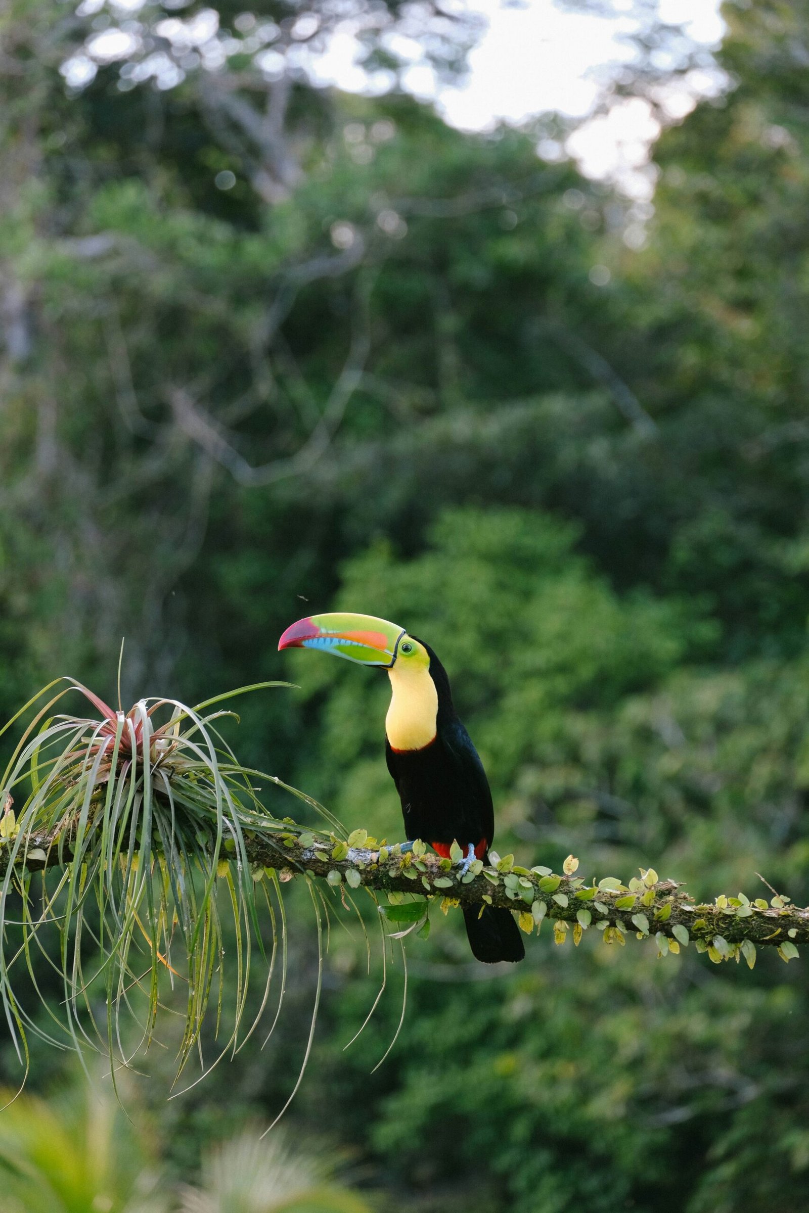 Boca Tapada — immersion en pleine nature