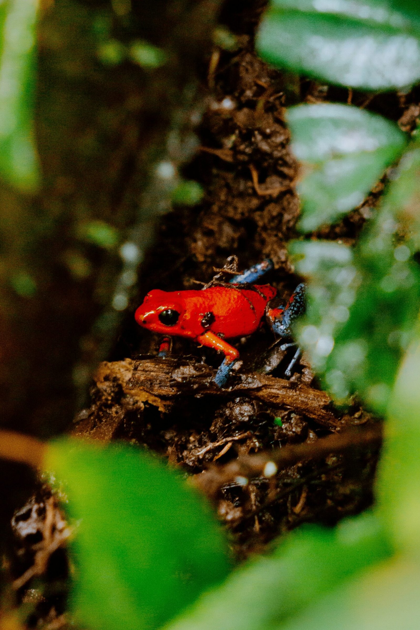 Péninsule de Nicoya — l'âme bohème du Pacifique