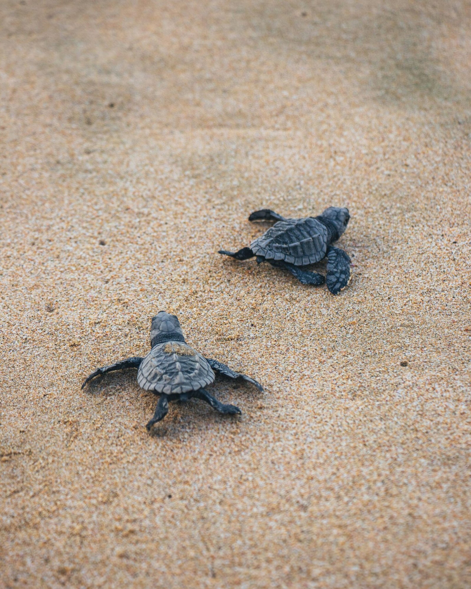 Tortuguero — la jungle des canaux et des tortues