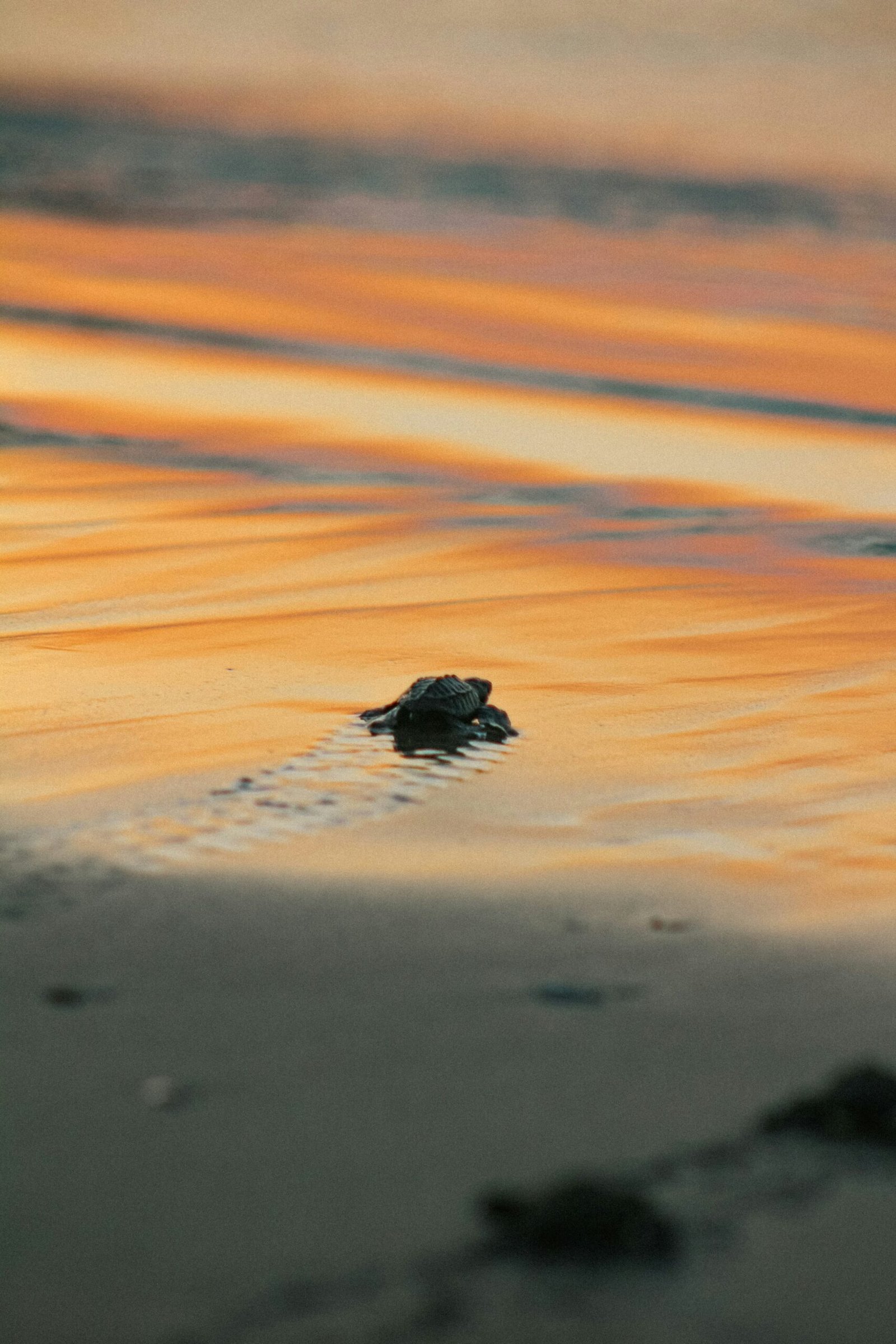 Observez le miracle des tortues