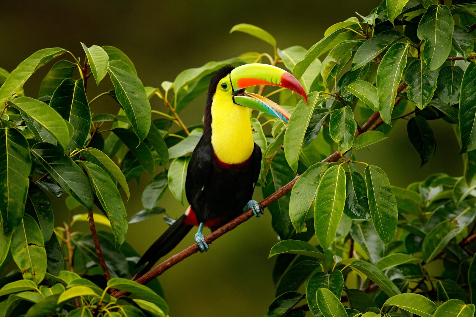 Costa Rica