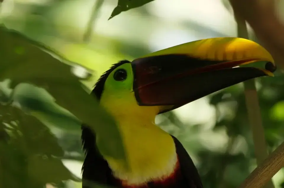 Toucan à gorge jaune dans la forêt tropicale du Costa Rica