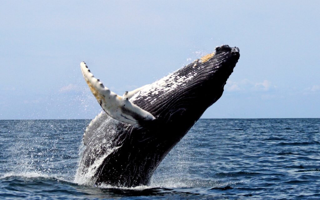 Observer les baleines au Panamá : quand, où et comment (guide 2026)