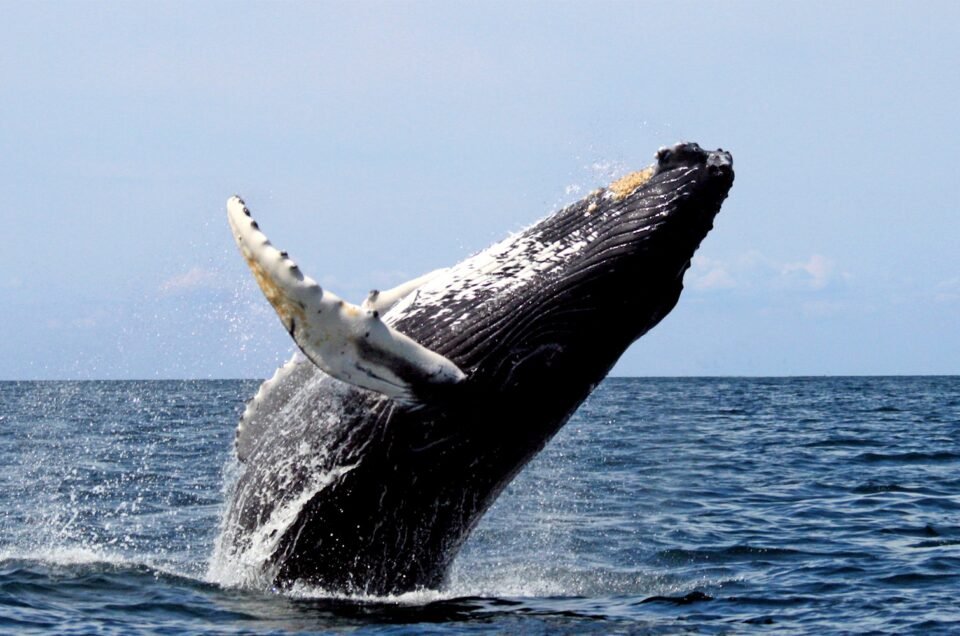 Baleine à bosse en plein saut sur la côte Pacifique du Panamá