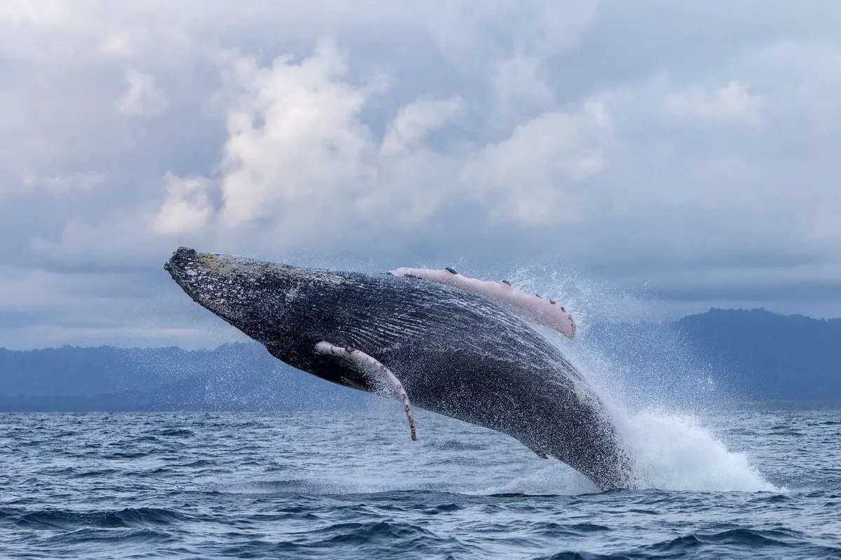 Baleine à bosse breaching au large du Panamá, ciel nuageux