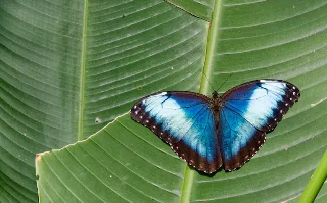 Papillon morpho bleu posé sur une feuille, Costa Rica