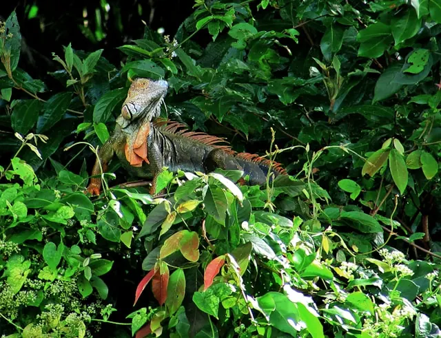 Iguane vert dans la végétation tropicale, Costa Rica