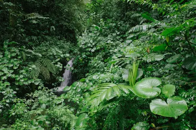 Forêt de nuages de Monteverde en saison verte, Costa Rica