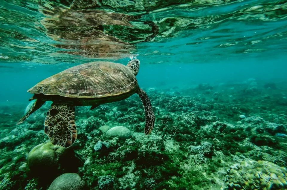 Tortue verte nageant au-dessus du corail, Costa Rica