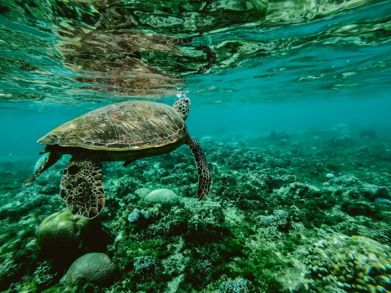 Tortue verte nageant au-dessus du corail, Costa Rica
