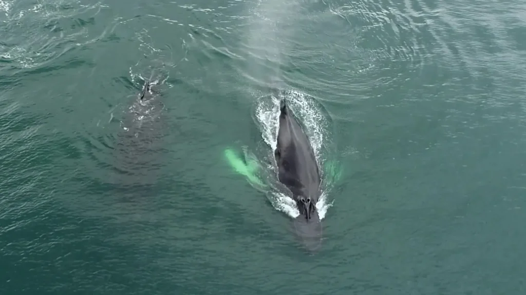 Observer les baleines au Costa Rica : quand, où et comment