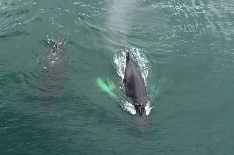 Baleines a bosse, une mere et son baleineau, au large du Costa Rica