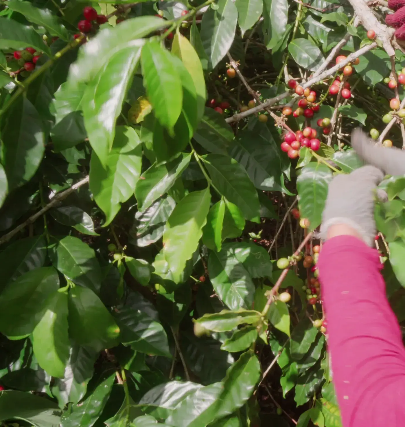 Cerises de café mûres sur la branche, cueillies à la main