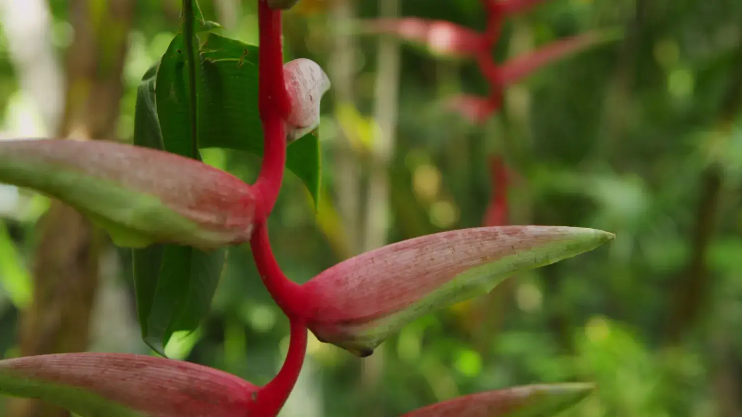 Heliconia dans la foret tropicale de Manuel Antonio, Costa Rica