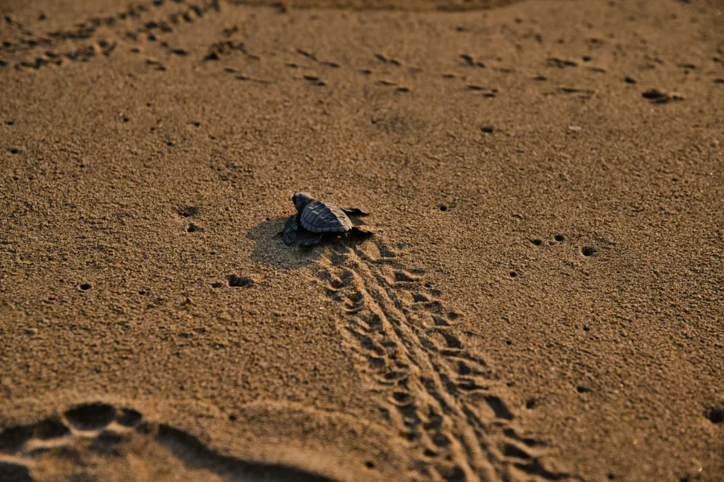 Guide de Tortuguero : canaux, tortues et parc national du Costa Rica
