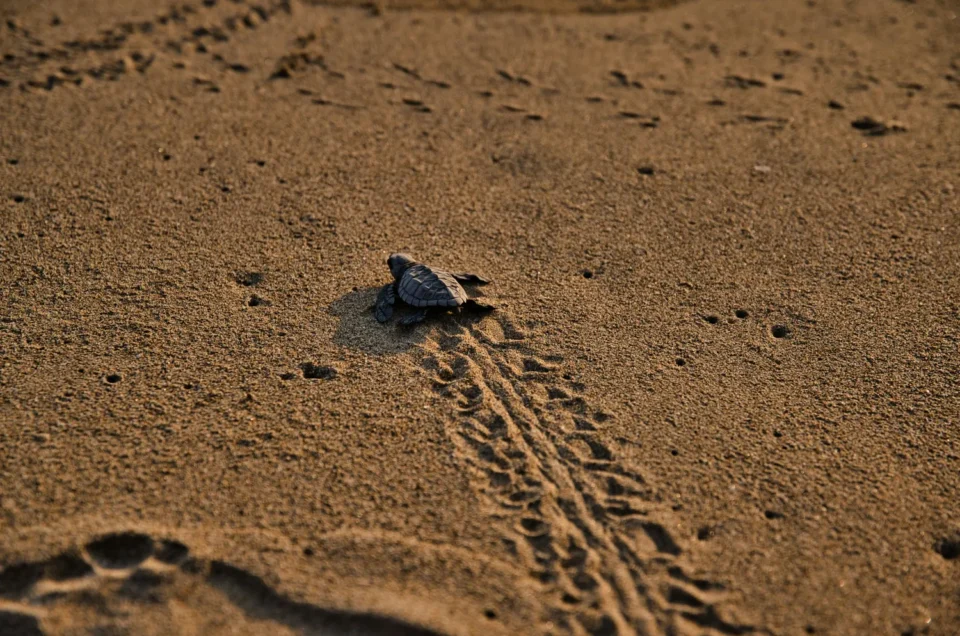 Bebe tortue marine rejoignant la mer sur la plage de Tortuguero, Costa Rica