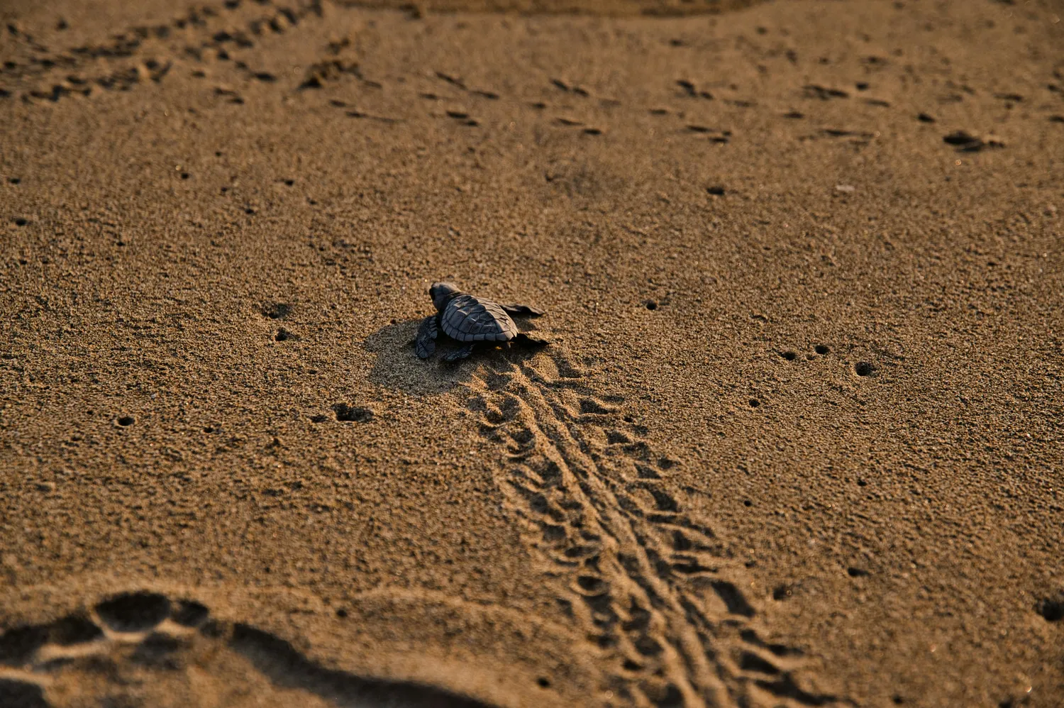 Bebe tortue marine rejoignant la mer sur la plage de Tortuguero, Costa Rica