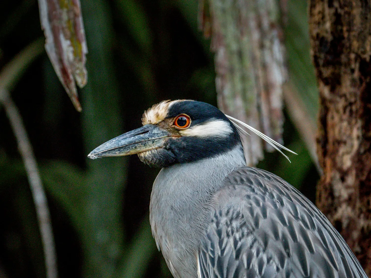 Héron observé de près sur les canaux de Tortuguero, Costa Rica