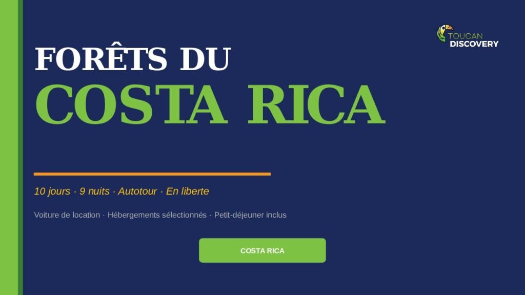 Costa Rican Rainforest