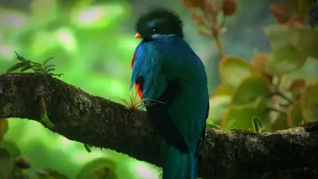 Quetzal resplendissant perché dans la forêt de Monteverde, Costa Rica