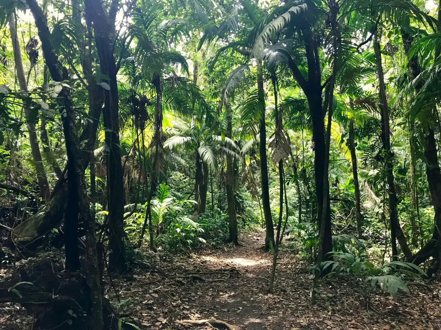 Sentier de forêt tropicale dans le parc national Volcán Arenal au Costa Rica