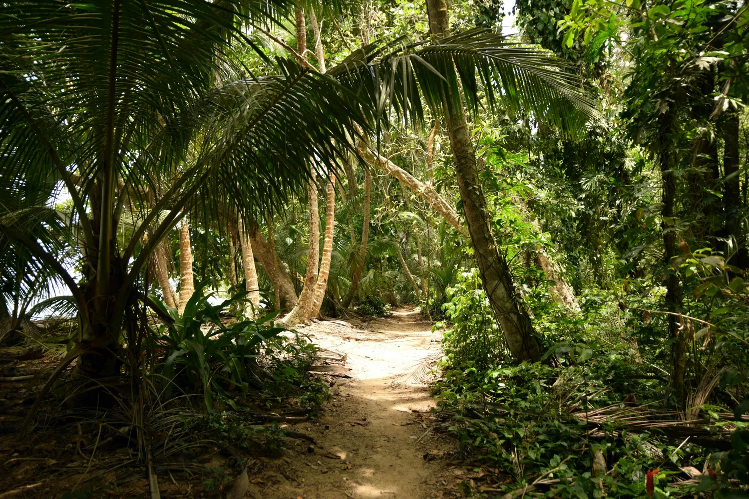 Sentier sous les palmiers dans la forêt littorale de Tortuguero