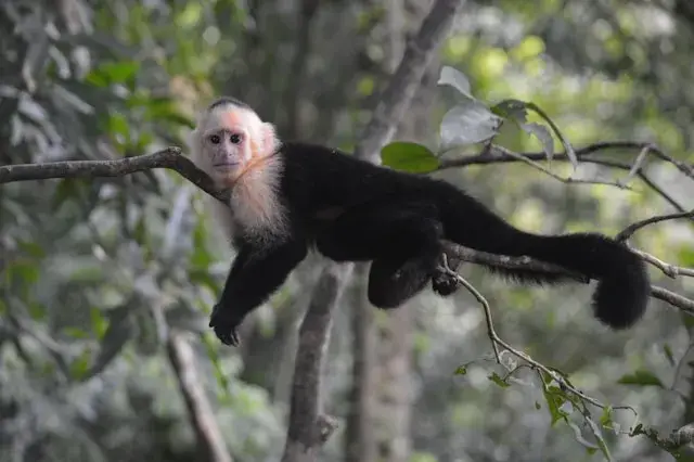 Singe capucin a face blanche observe a Manuel Antonio, Costa Rica