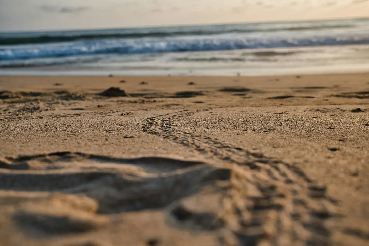Traces de tortue marine sur la plage de Tortuguero au lever du jour