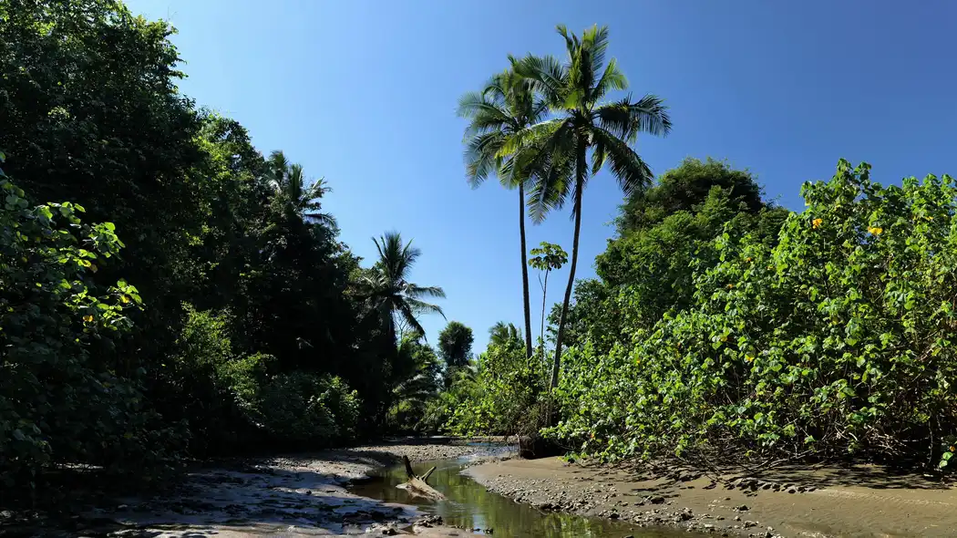 Riviere bordee de jungle et de palmiers sur la peninsule d Osa, sud du Costa Rica